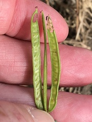 Desmanthus acuminatus