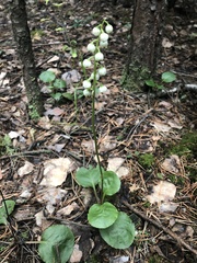 Pyrola media