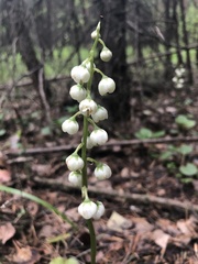 Pyrola media