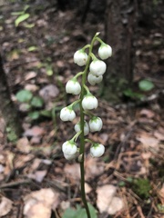 Pyrola media