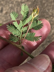 Desmanthus acuminatus