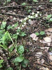 Pyrola media