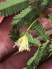 Desmanthus acuminatus