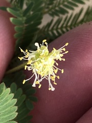 Desmanthus acuminatus