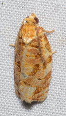 Archips georgiana