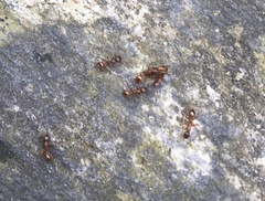Myrmica rubra