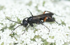 Cryptocheilus versicolor