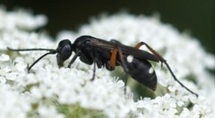 Cryptocheilus versicolor