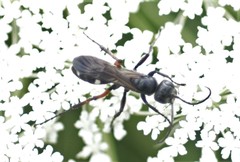 Cryptocheilus versicolor