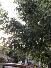 Magnoliopsida