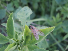 Tabanomorpha