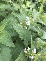 Lamium album