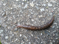 Limax maximus