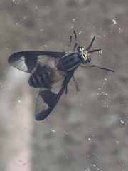 Chrysops vittatus