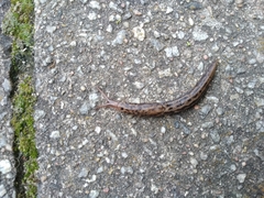 Limax maximus