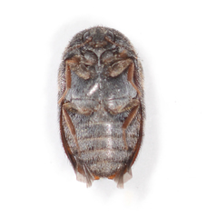 Trogoderma glabrum