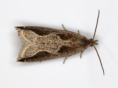 Ancylis diminutana