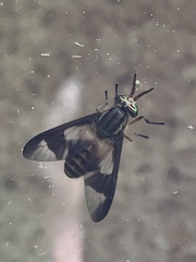 Chrysops vittatus