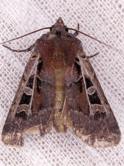 Euxoa divergens