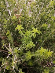 Brickellia laciniata