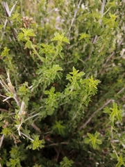 Brickellia laciniata
