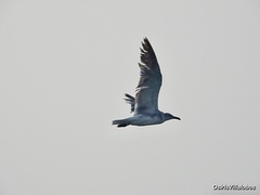 Leucophaeus atricilla