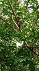Anolis carolinensis