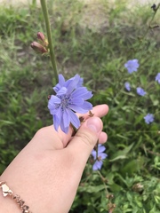 Cichorium intybus