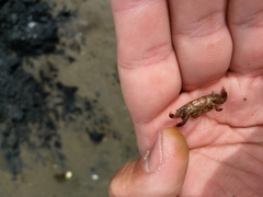 Asthenognathus atlanticus