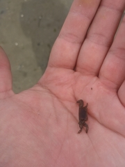 Asthenognathus atlanticus