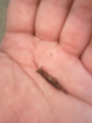 Asthenognathus atlanticus