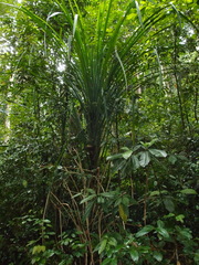 Pandanus monotheca