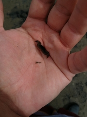 Asthenognathus atlanticus