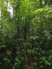 Pandanus monotheca