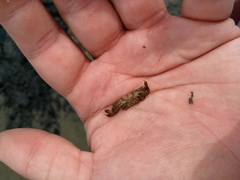 Asthenognathus atlanticus