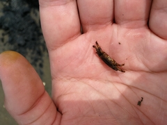 Asthenognathus atlanticus