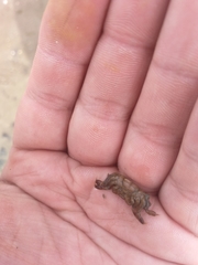 Asthenognathus atlanticus