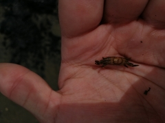 Asthenognathus atlanticus