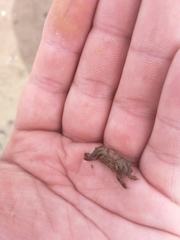 Asthenognathus atlanticus