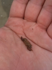 Asthenognathus atlanticus