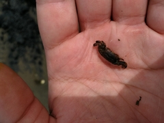 Asthenognathus atlanticus