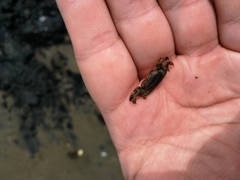 Asthenognathus atlanticus