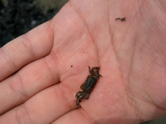 Asthenognathus atlanticus