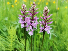 Dactylorhiza maculata