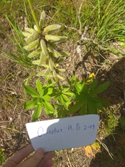 Lupinus polyphyllus