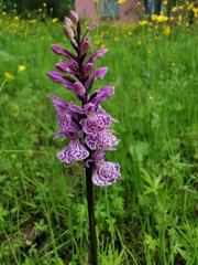 Dactylorhiza maculata