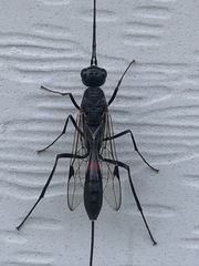 Aulacidae