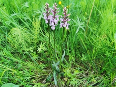 Dactylorhiza maculata