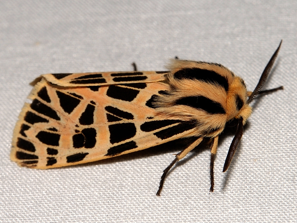Ornate Tiger Moth
