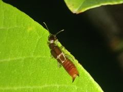 Neodermaptera